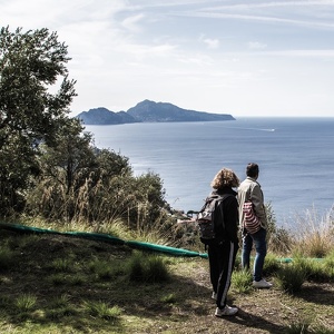 18 ottobre - montecorbo - raccolta delle olive