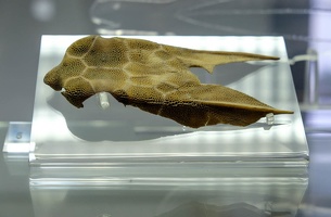  DSF0120