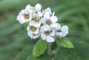  DSF3893