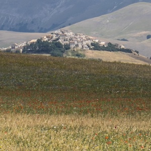 16 luglio - Castelluccio di Norcia