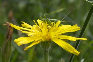  DSF8993