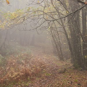 10 novembre - Il Magico Autunno a Faito