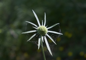 DSF7714