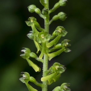 18 maggio - Sassano - Valle delle Orchidee