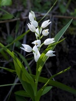 DSCF9523