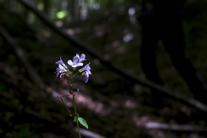 cardamine bulbifera