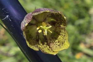 fritillaria tenella