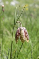 fritillaria tenella1