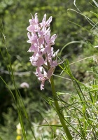 ibrido tra Orchis pauciflora e O. mascula