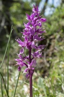 Orchis mascula