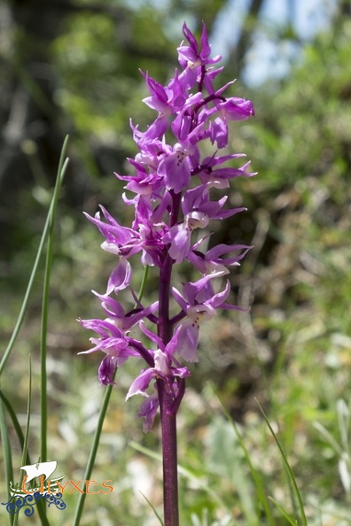 Orchis mascula.jpg