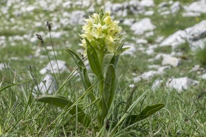 Orchis sambucina