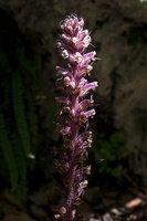 DSCF3803