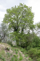 DSCF5884