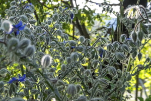 DSCF6032