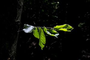 DSCF6077