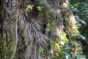 DSCF6293