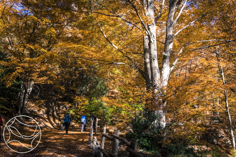 DSCF6523.jpg