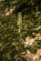 DSCF8223