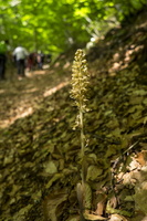 DSCF8224