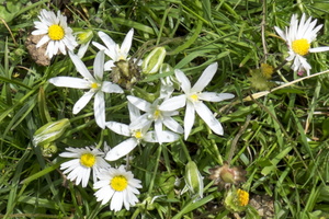 DSCF8239