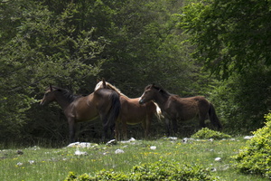DSCF8268