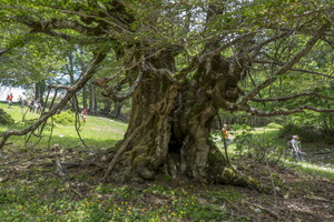 DSCF8278