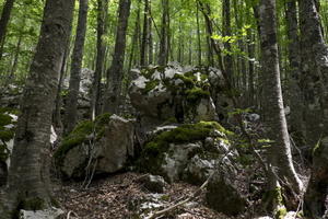 DSCF8290