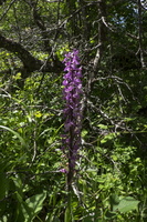 DSCF8297