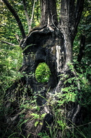 DSCF9006