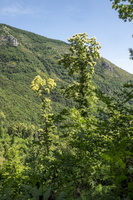 DSCF9007