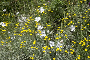 DSCF9034