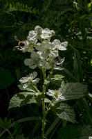 DSCF9042