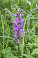 DSCF9274