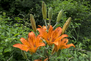 DSCF9281