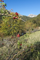 DSCF9814