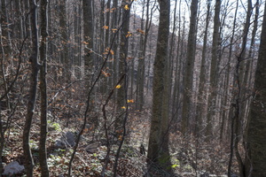 DSCF9981