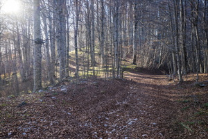 DSCF9985