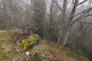DSCF0522