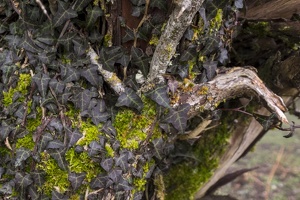 DSCF0526