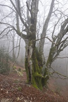 DSCF0530