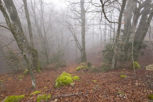 DSCF0532