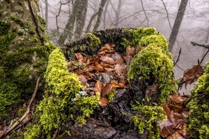 DSCF0534