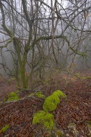 DSCF0536