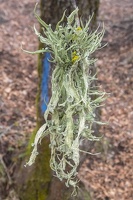 DSCF0539