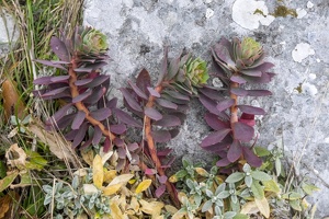 DSCF0554