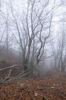 DSCF0556