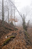 DSCF0558