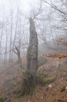 DSCF0559