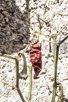 DSCF0606